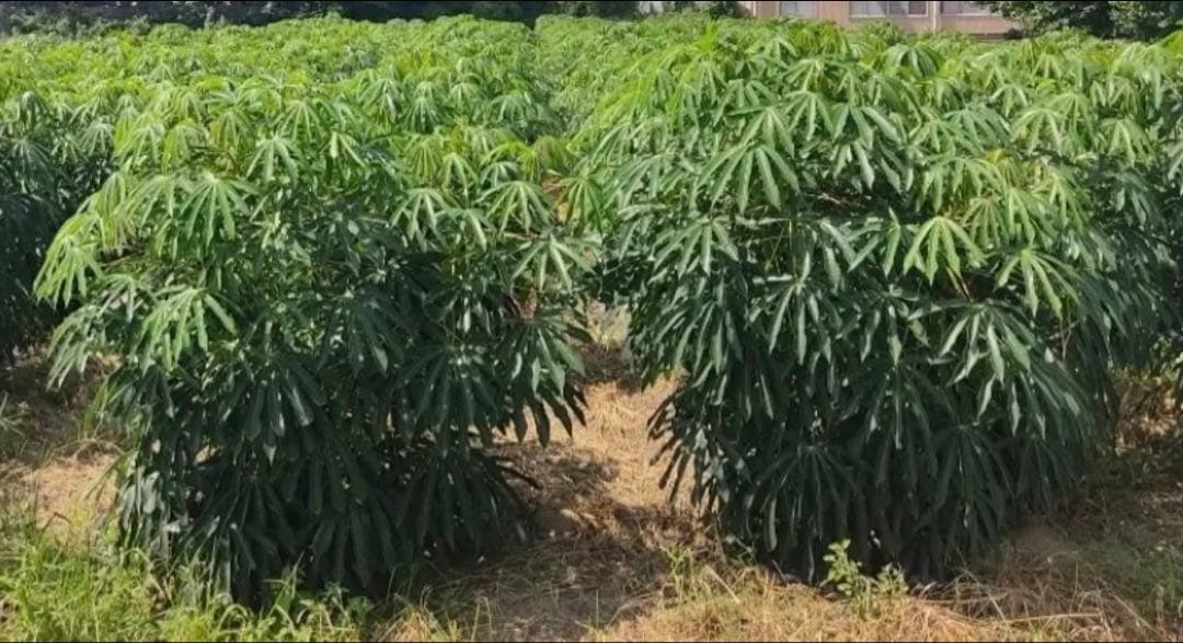 野菜 mandioca 23kggradeB