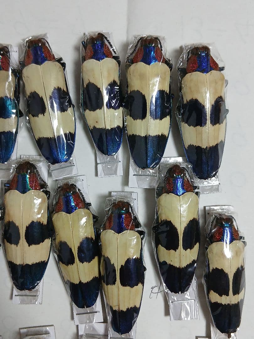 海外標本｜タマムシ科 甲虫標本（昆虫標本）