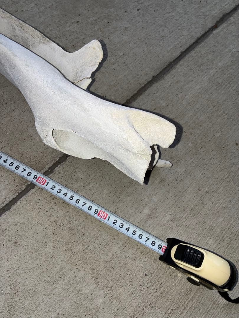 k*o様 くじら・いるか　骨　鯨　イルカ　4点セット