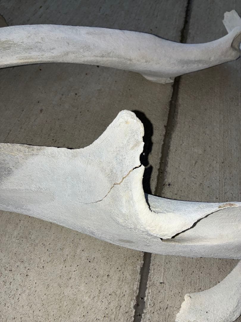 k*o様 くじら・いるか　骨　鯨　イルカ　4点セット