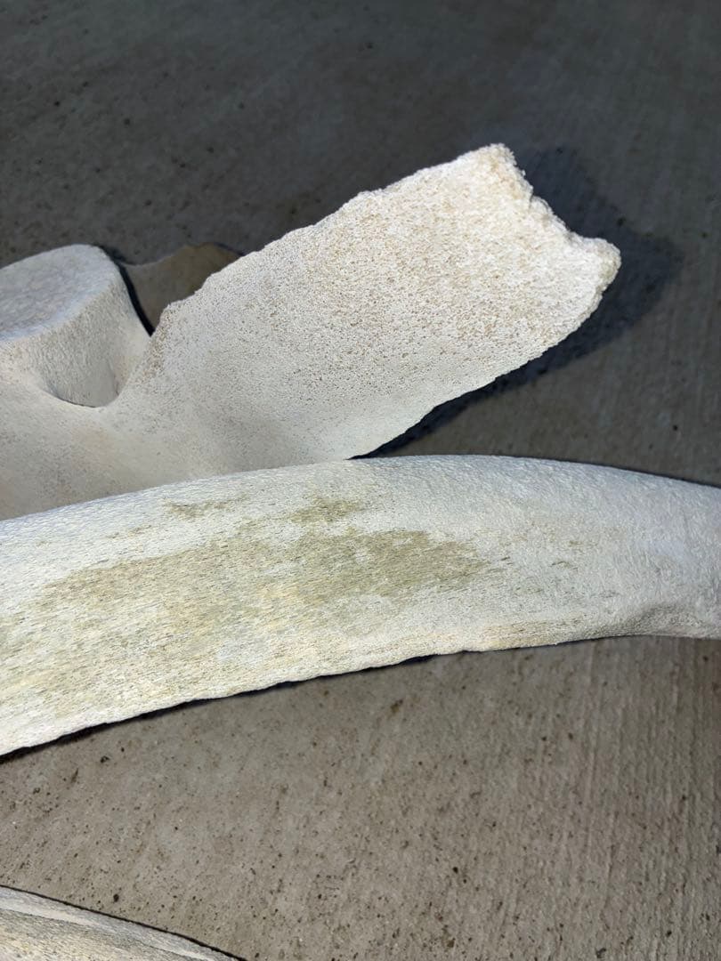 k*o様 くじら・いるか　骨　鯨　イルカ　4点セット