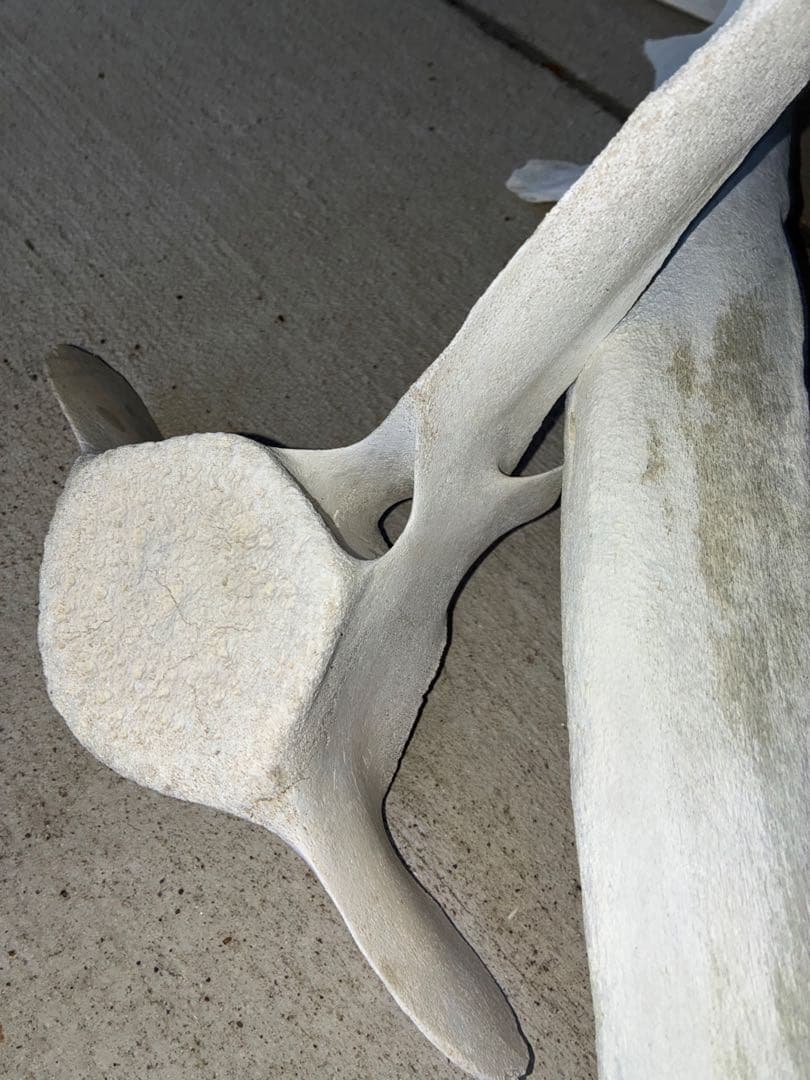 k*o様 くじら・いるか　骨　鯨　イルカ　4点セット