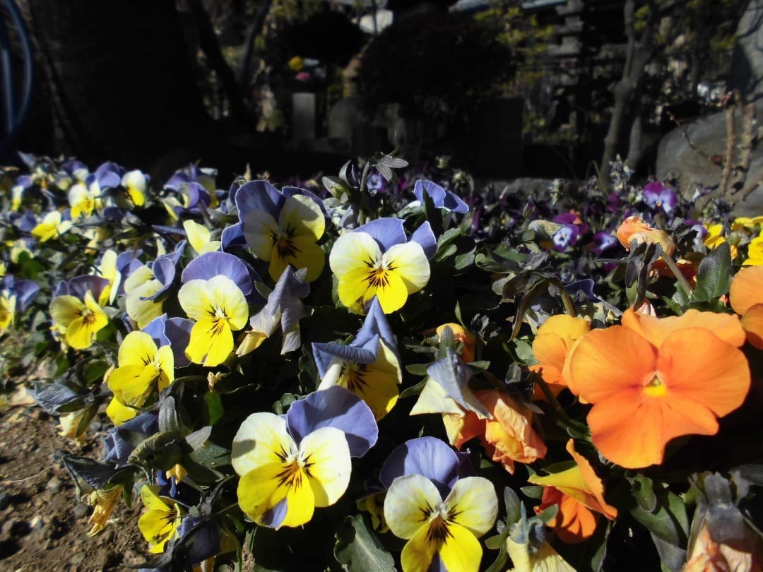 追加あり⭕️【動作確認済】CASIO EXILIM EX-Z900 シルバー