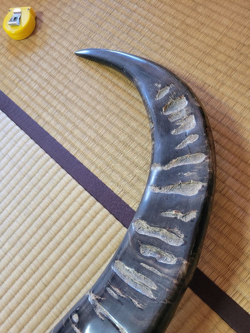 し*☆様 水牛の角　インテリア　186cm送料込み‼️