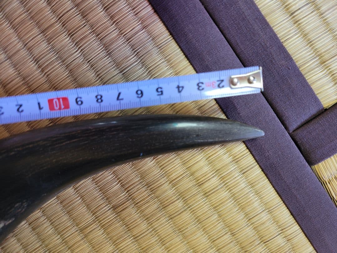 し*☆様 水牛の角　インテリア　186cm送料込み‼️