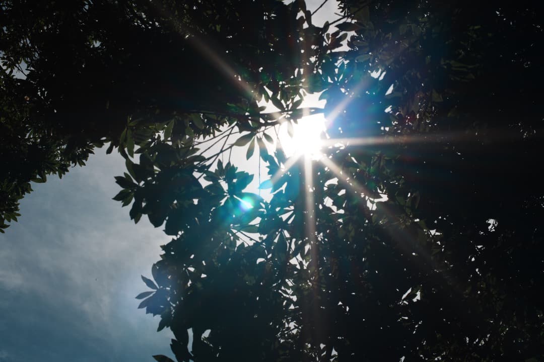 【極美品】 Canon New FD 50mm F1.2 382 キャノン