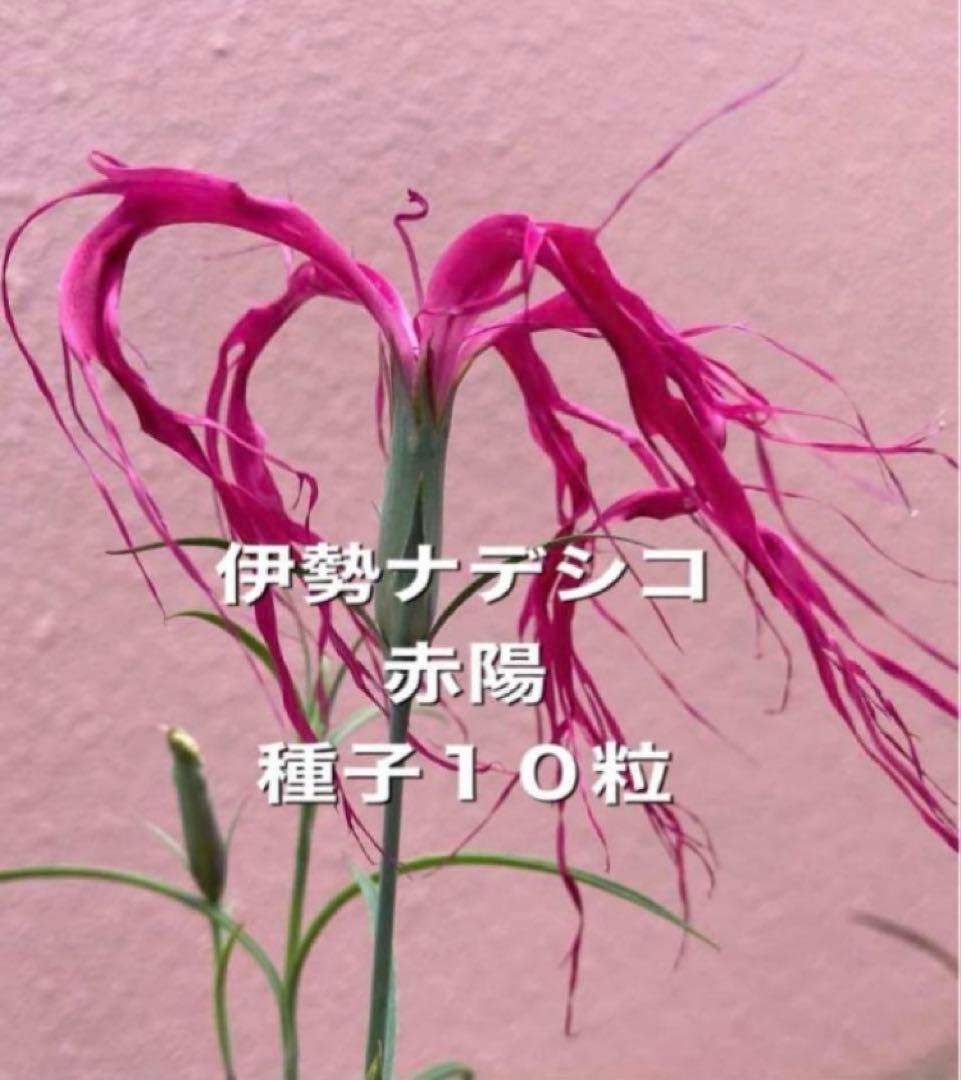 ミカミカ様 リクエスト 5点 まとめ商品