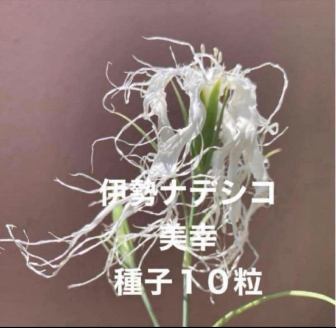 ミカミカ様 リクエスト 5点 まとめ商品