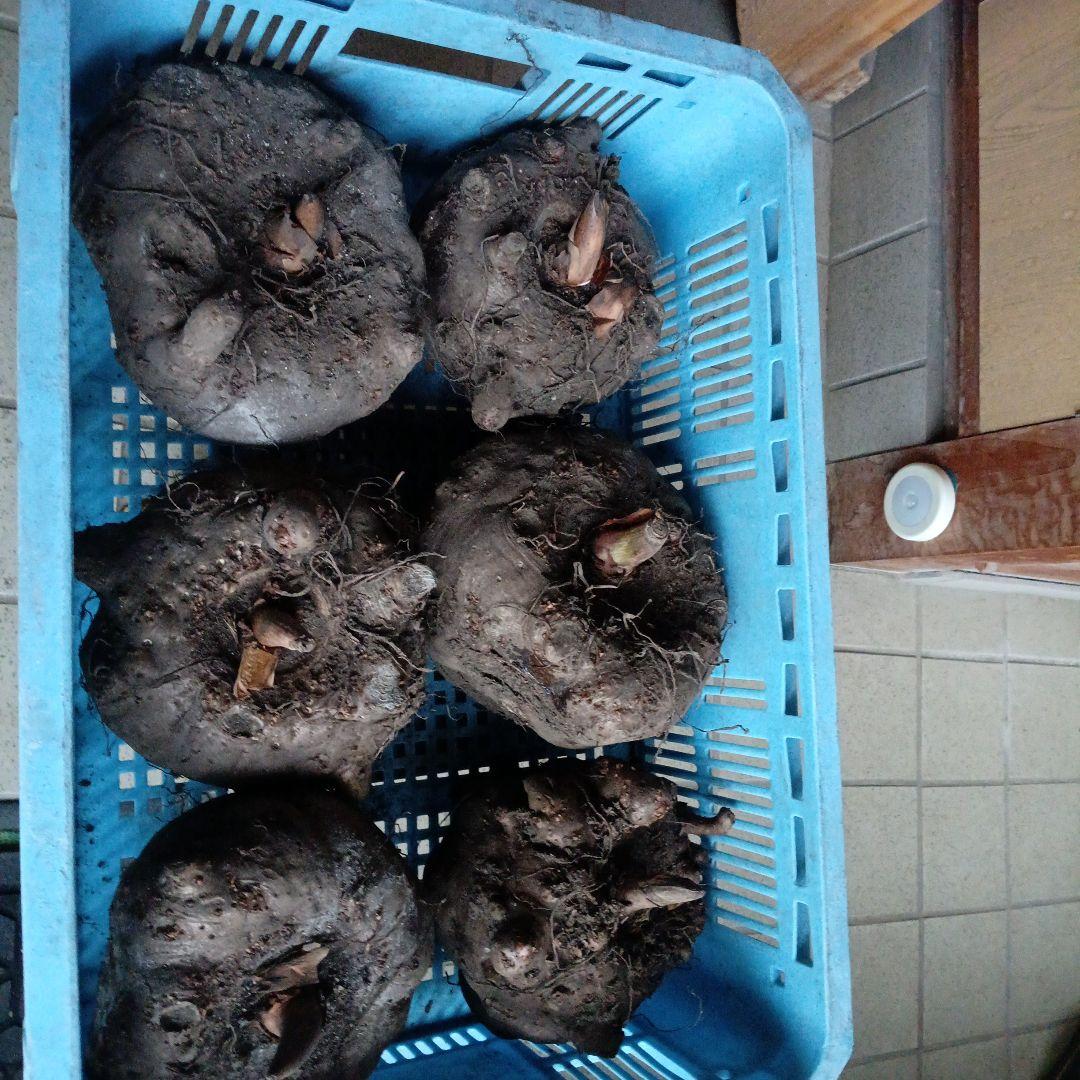 鳥取県産特大こんにゃく生芋15kg　　　　 　1-4