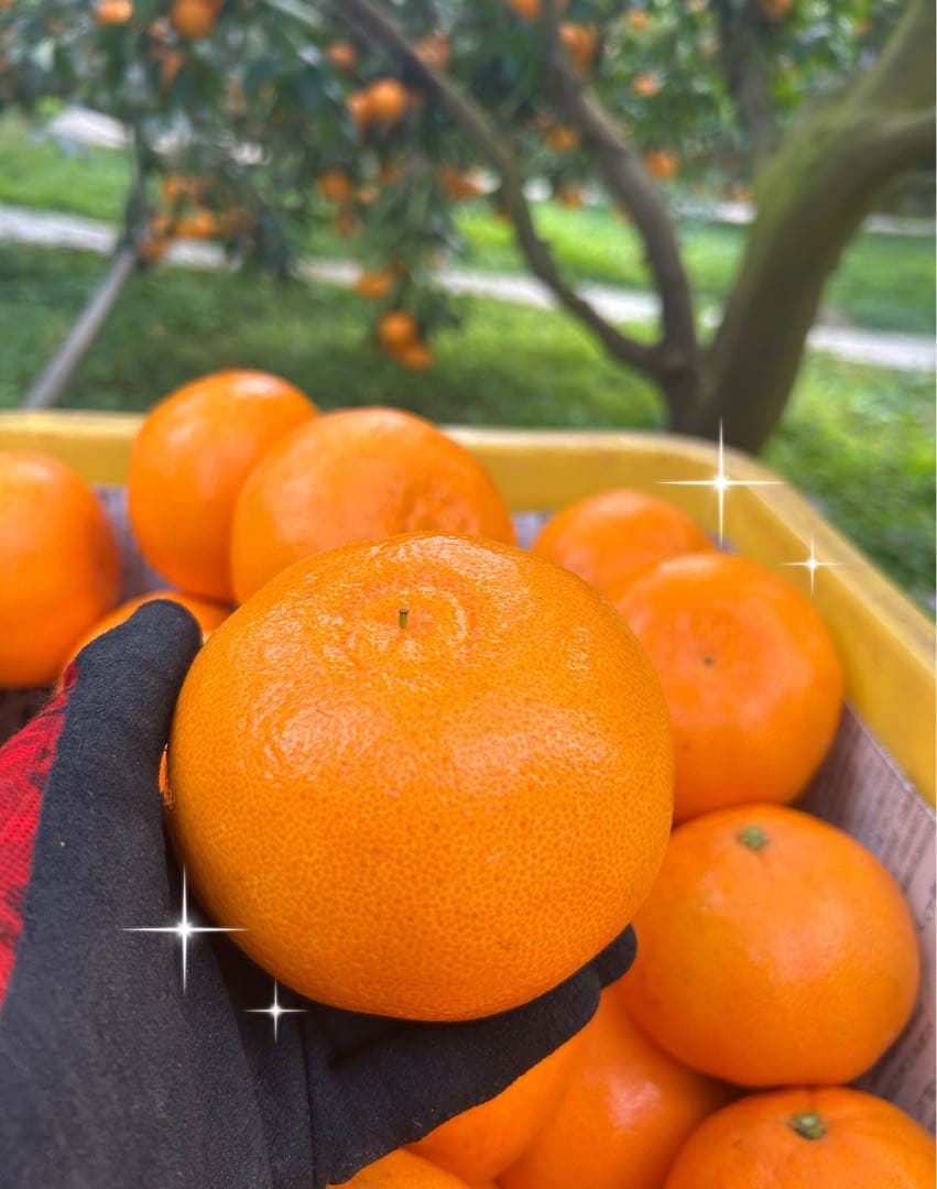 せとか 15玉 2箱セット