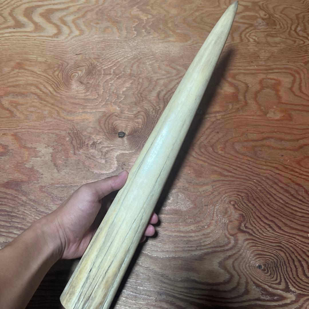 シロカワカジキ 角 特大 激レア！