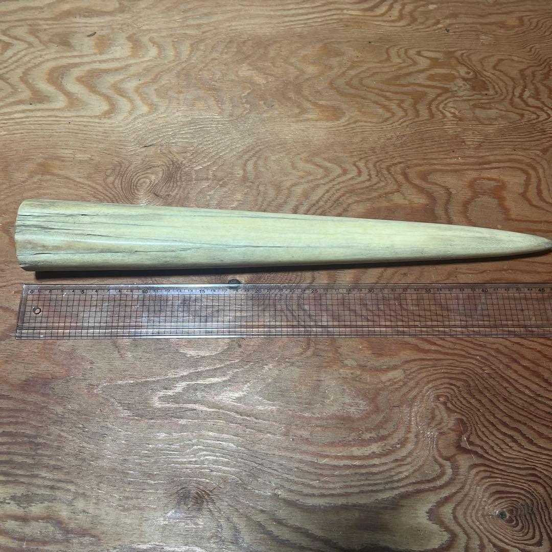 シロカワカジキ 角 特大 激レア！