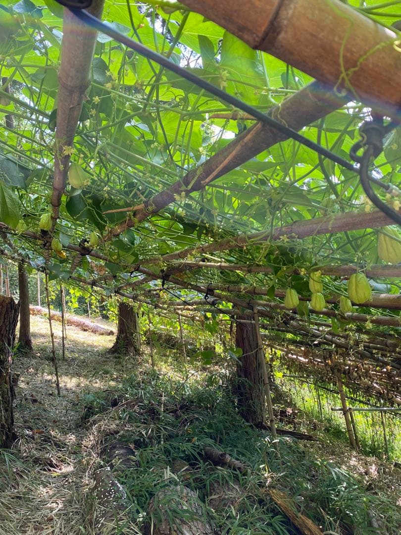 ハヤトウリ　14キロ 富士山麓産