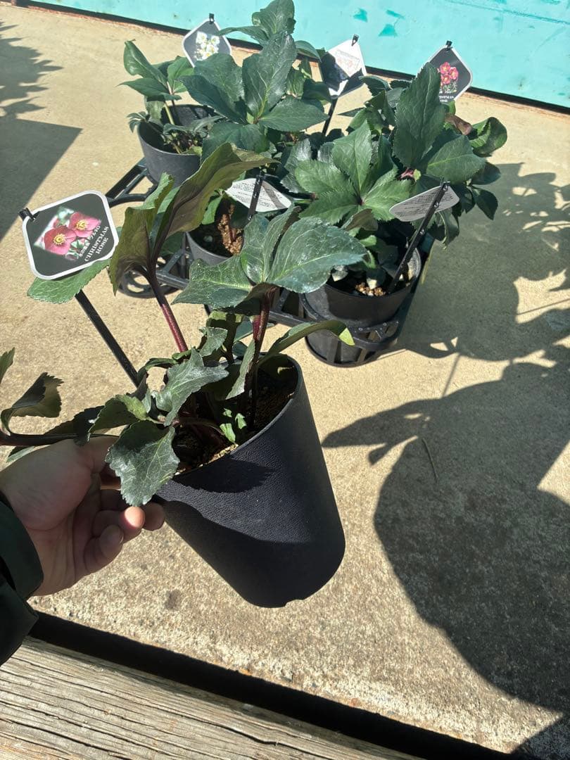 リピ割　専用！クリスマスローズ氷の薔薇シリーズ6鉢　蕾なし