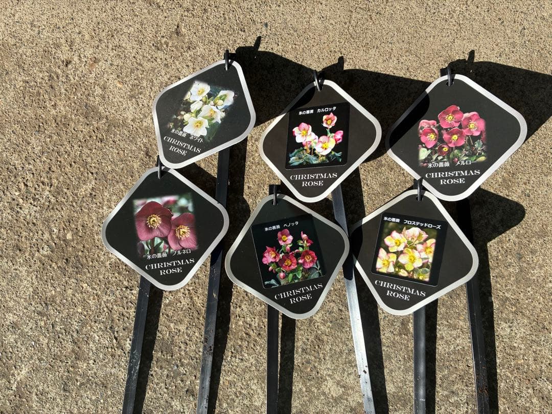 リピ割　専用！クリスマスローズ氷の薔薇シリーズ6鉢　蕾なし