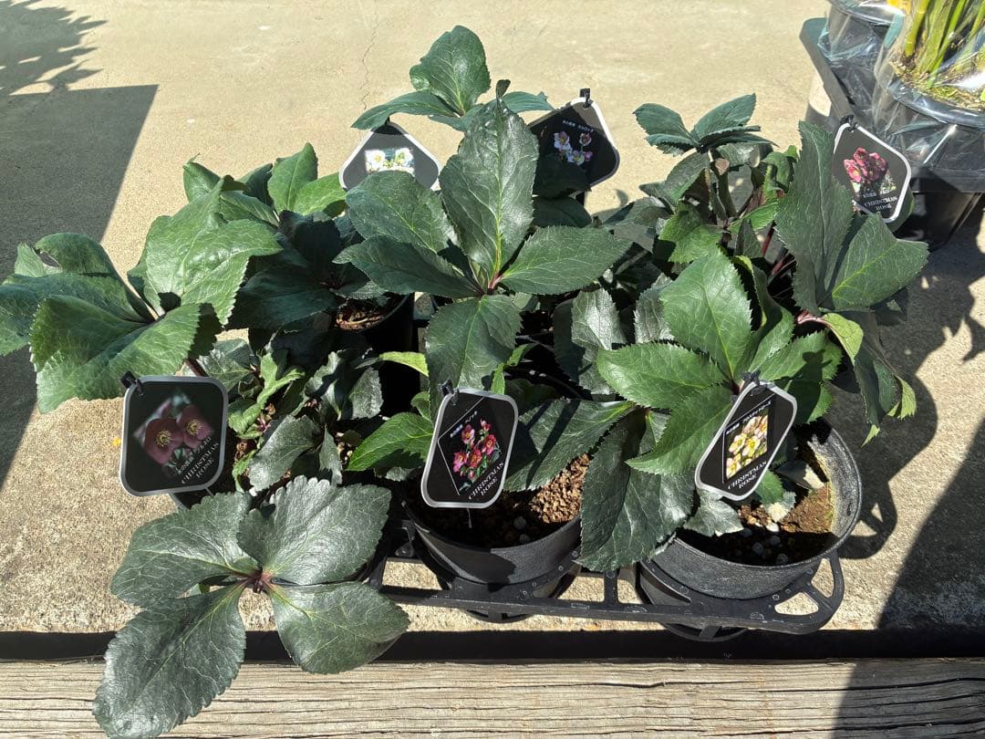 リピ割　専用！クリスマスローズ氷の薔薇シリーズ6鉢　蕾なし