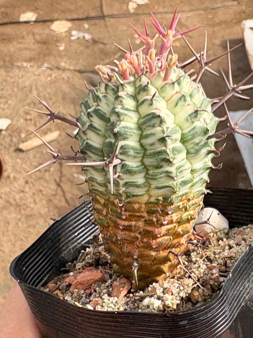 ユーフォルビア　群星冠錦　子株付き