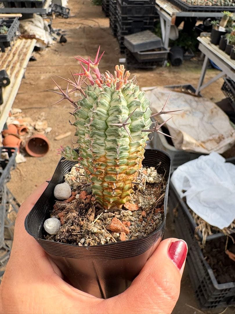 ユーフォルビア　群星冠錦　子株付き