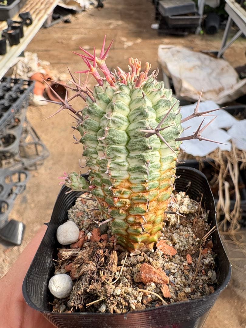 ユーフォルビア　群星冠錦　子株付き