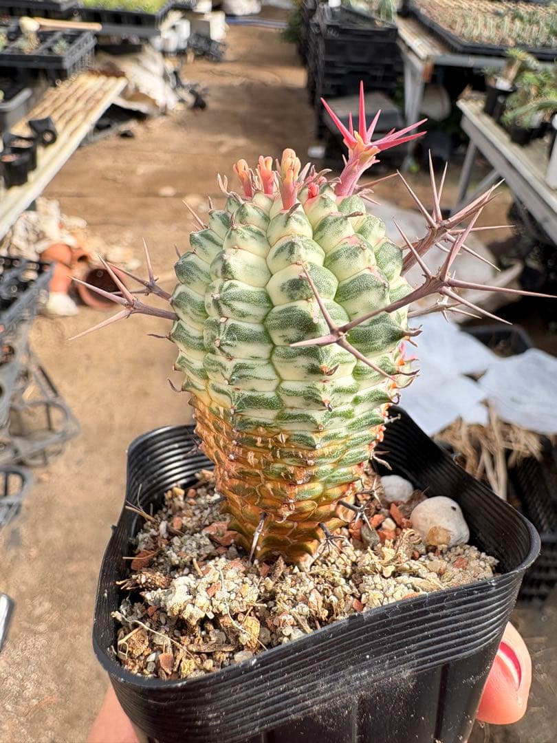 ユーフォルビア　群星冠錦　子株付き