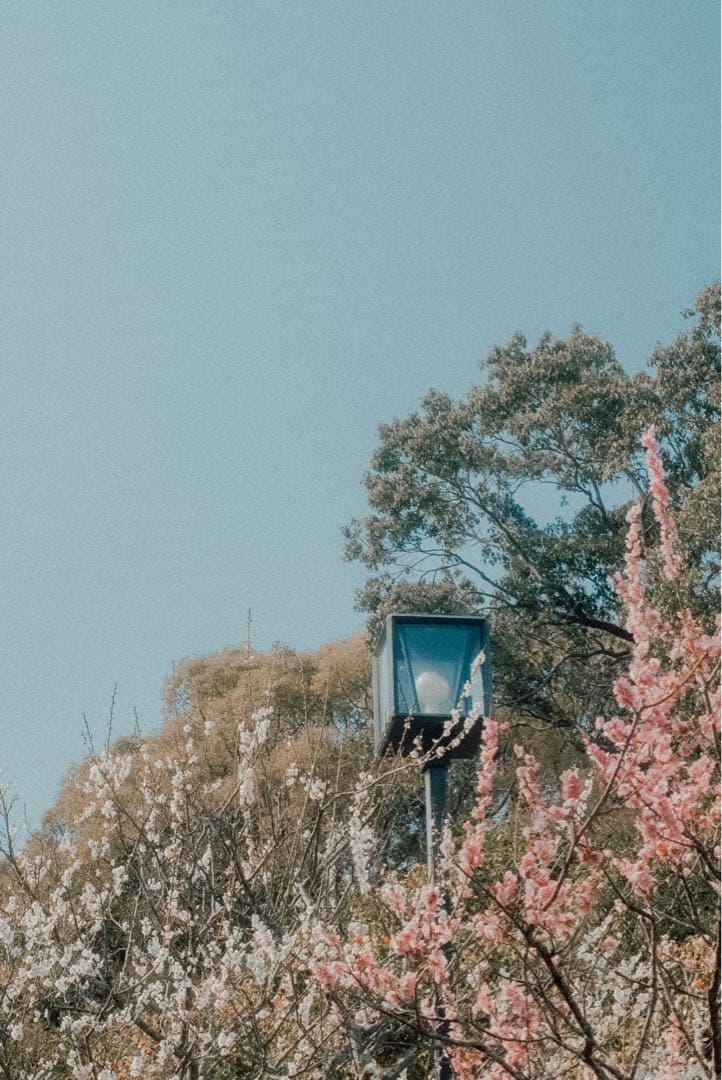 【早い者勝ち】Carl Zeiss Planar 1.4/50 ZE レンズ