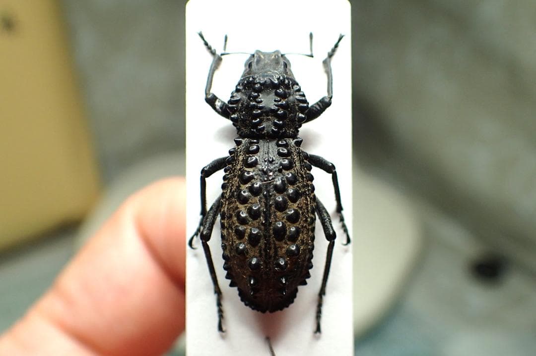 知る人ぞ知る！オーストラリアの異形ゾウムシGagatophorus！