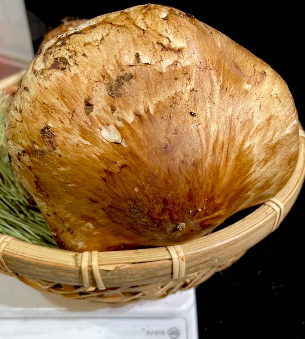 【大人気‼︎ 開き厳選 180g】本日採れ‼︎ 国産 松茸◆クール便発送◆