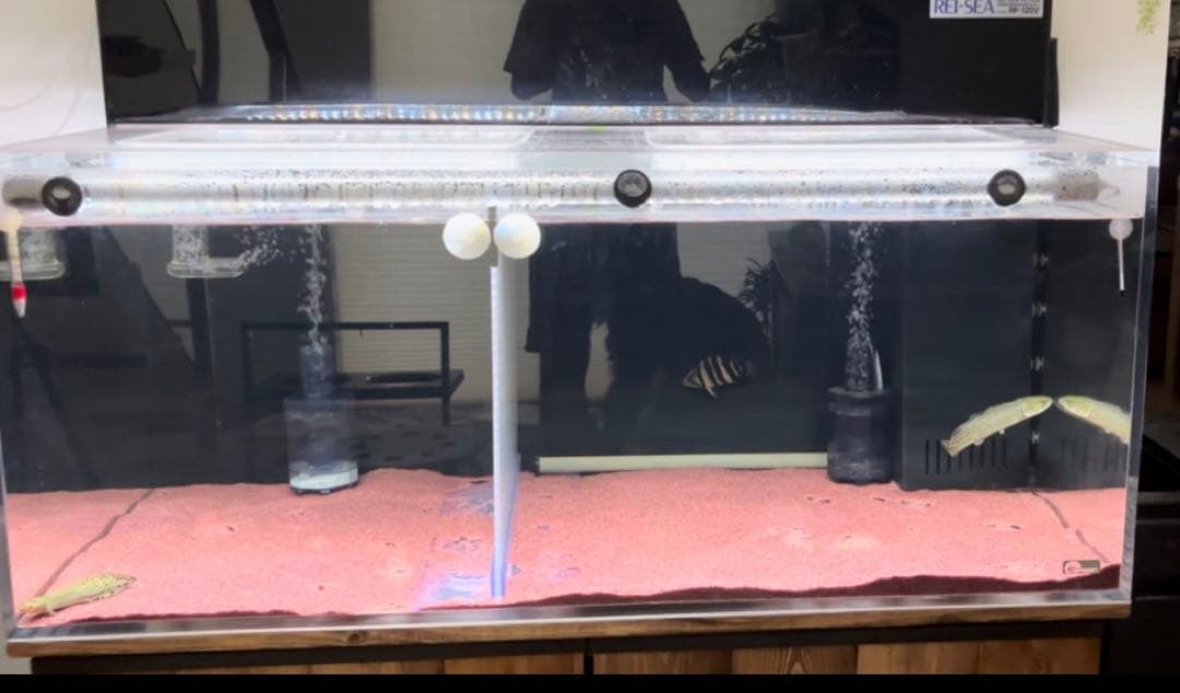 shunpi　水槽　水槽セット　1200 600 h500 神奈川　手渡し