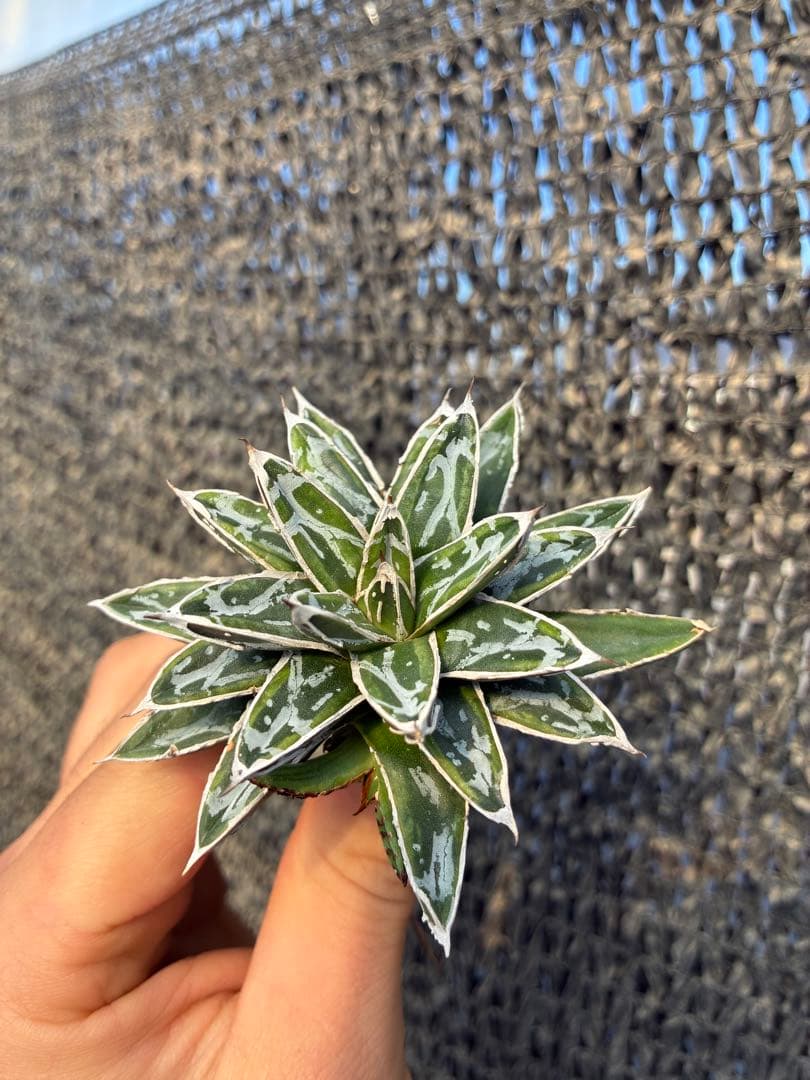 アガベ 姫笹の雪　ライムグリーン斑入り　美株