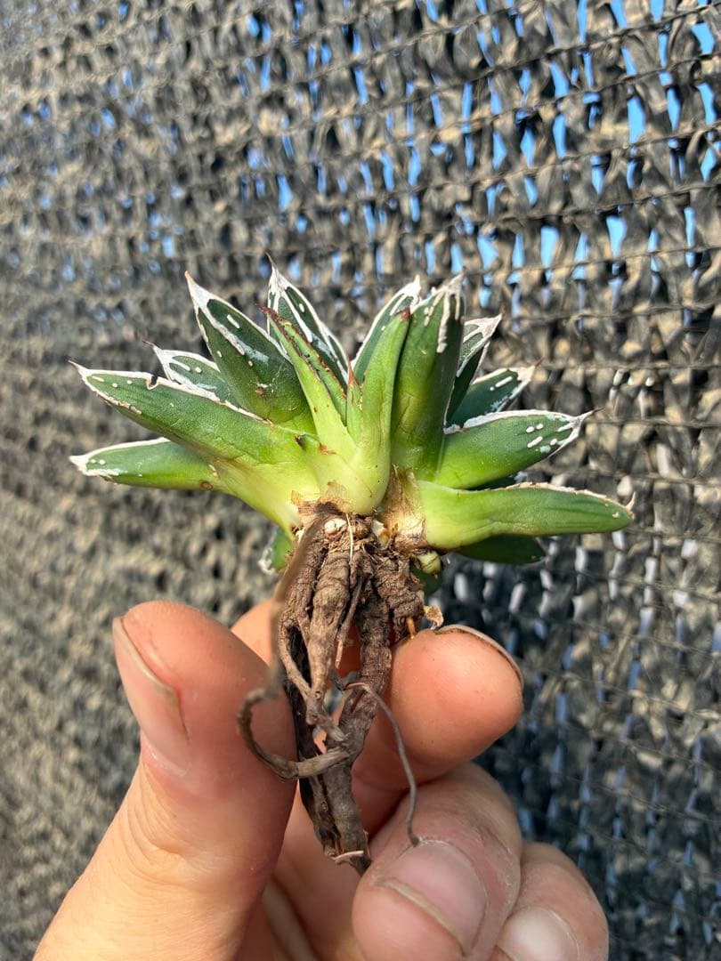 アガベ 姫笹の雪　ライムグリーン斑入り　美株