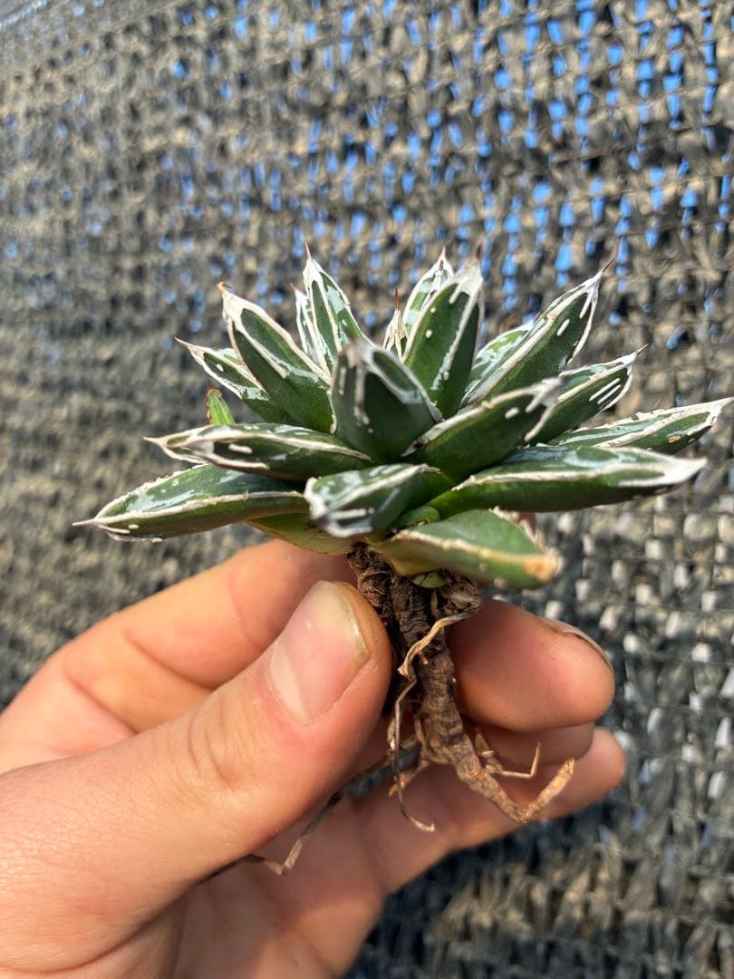 アガベ 姫笹の雪　ライムグリーン斑入り　美株