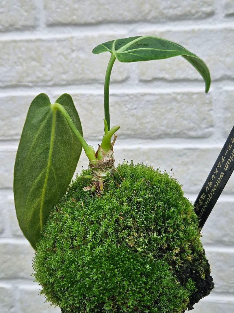 【超希少】アンスリウム ワロクアーナム × レガレ 花宇宙 ドリームガーデン