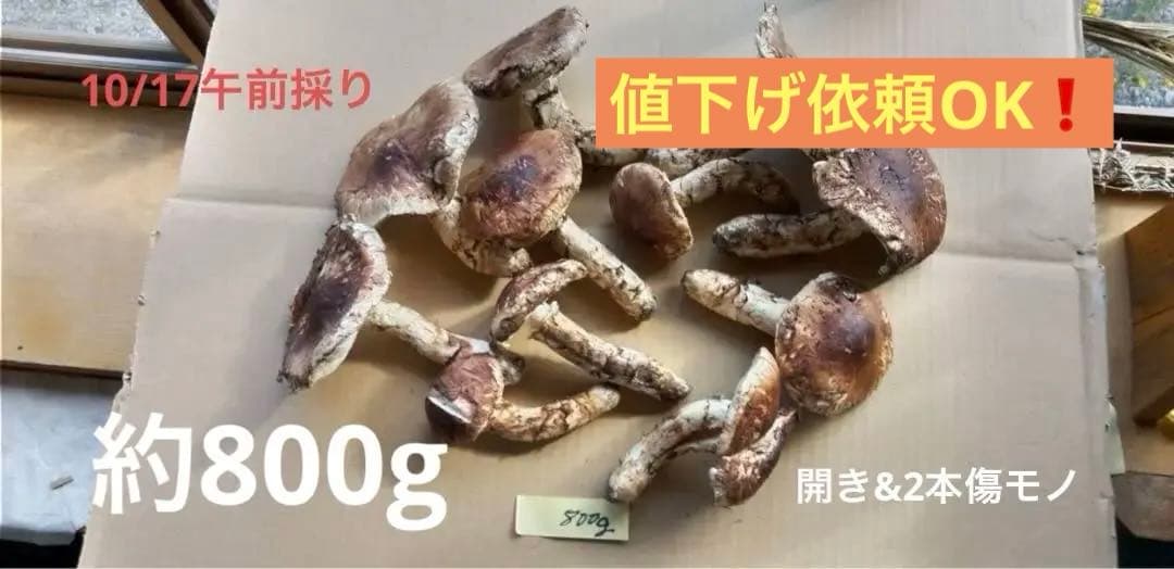 岩手県岩泉産松茸10/17午前採り(開き)