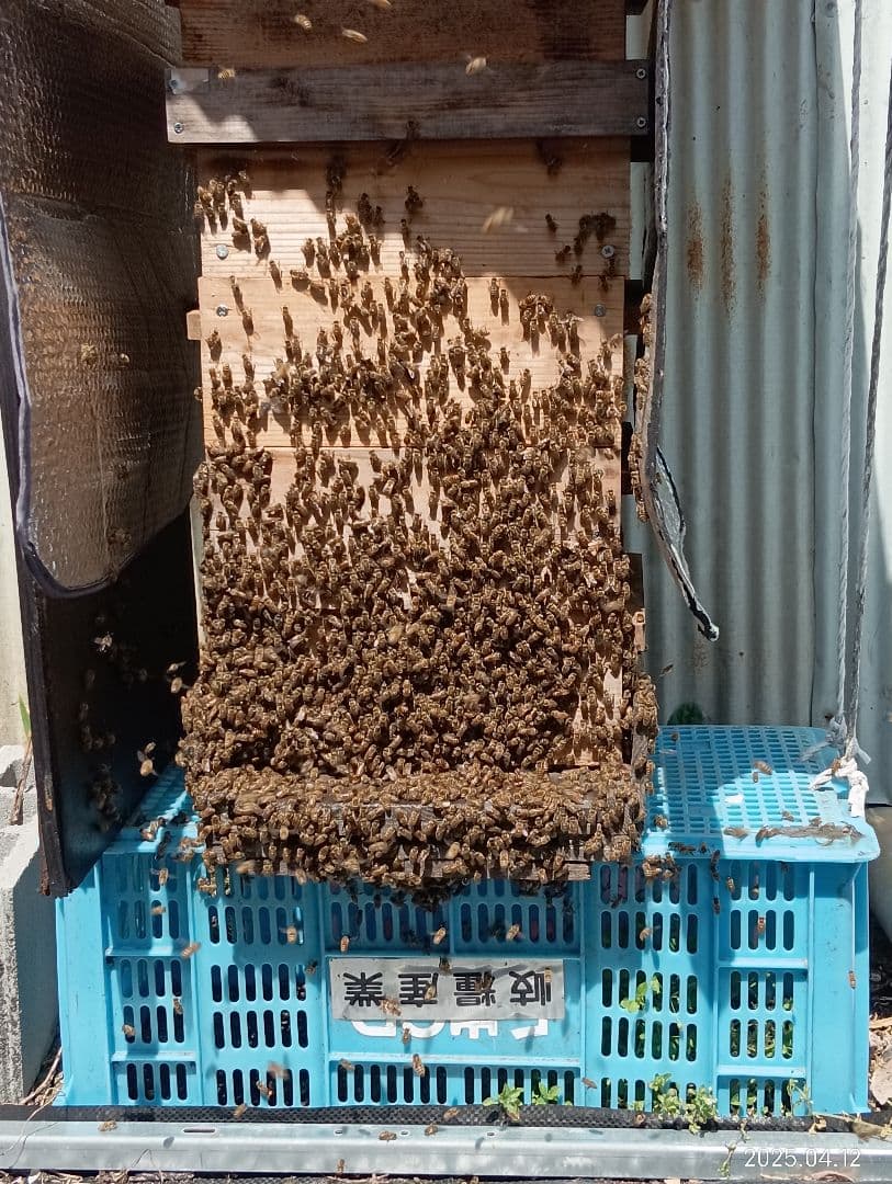 国産天然はちみつ　ニホンミツバチの百花蜜　1150グラム　2本