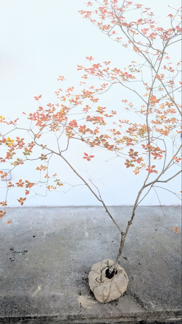 鮮美透涼。山採りドウダンツツジ。