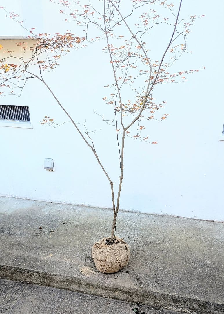 鮮美透涼。山採りドウダンツツジ。