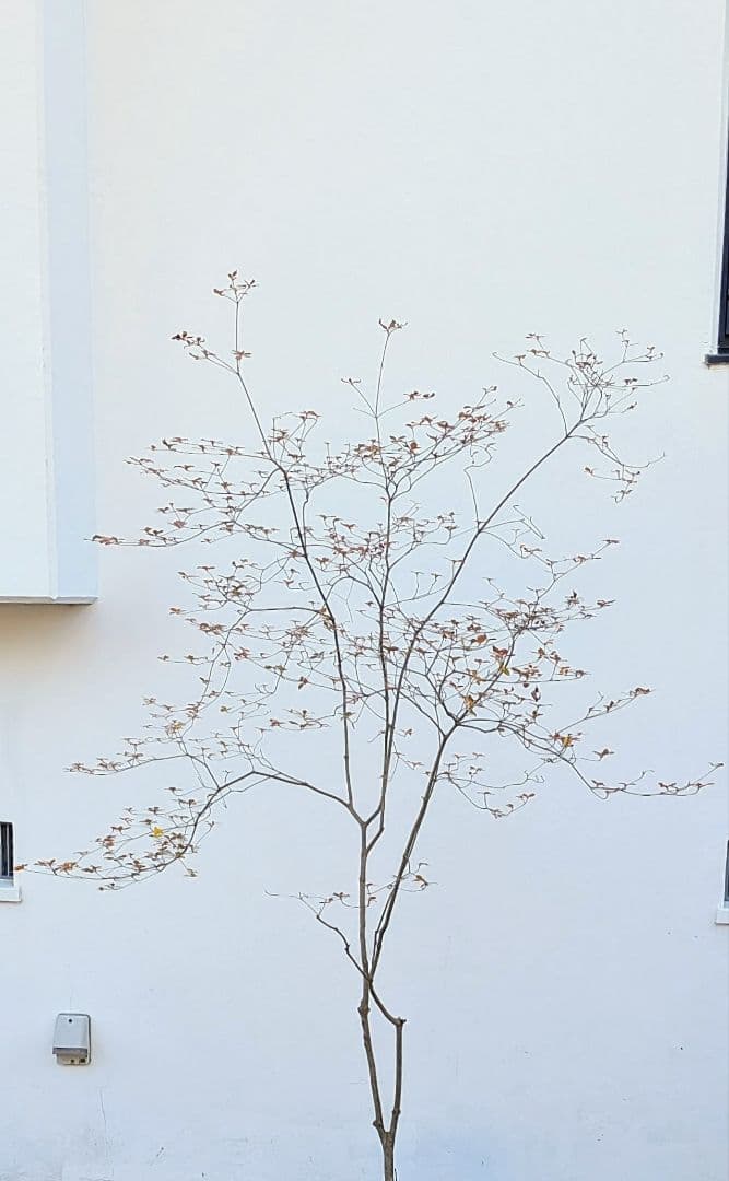 鮮美透涼。山採りドウダンツツジ。