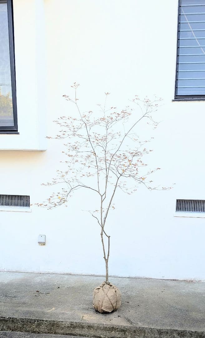 鮮美透涼。山採りドウダンツツジ。