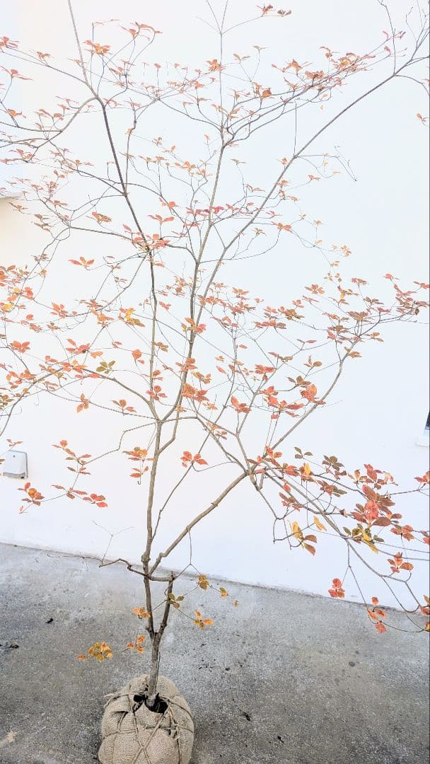 鮮美透涼。山採りドウダンツツジ。