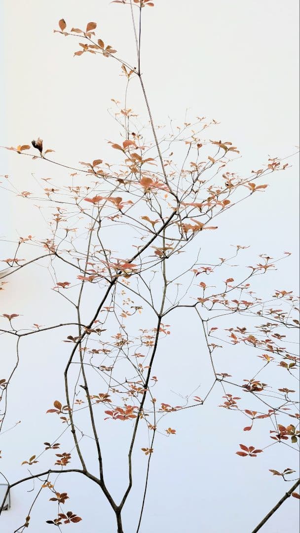 鮮美透涼。山採りドウダンツツジ。