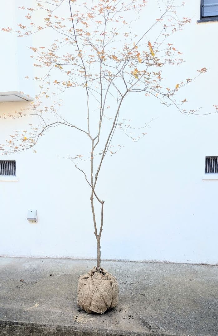 鮮美透涼。山採りドウダンツツジ。