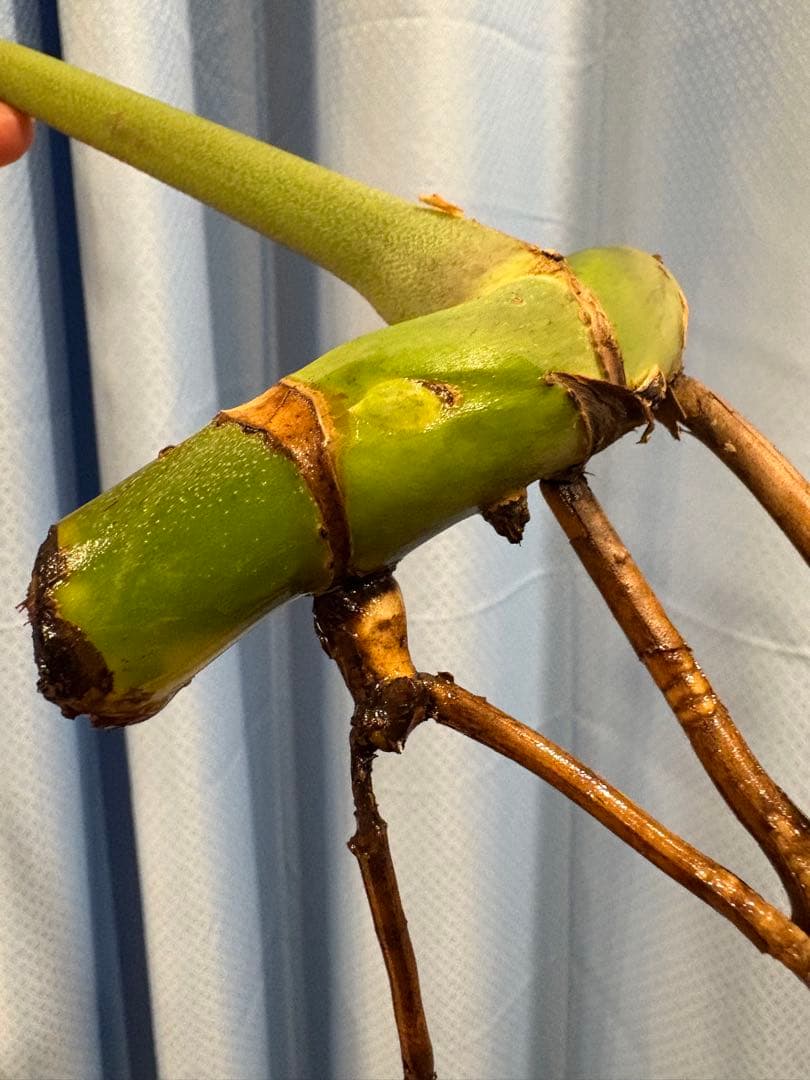 モンステラ　Macrocosm（マクロコズム）極美葉　発根済みカット苗2ノード