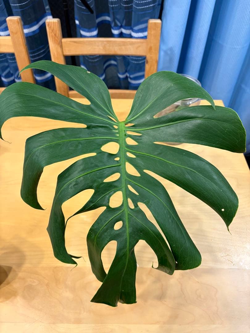 モンステラ　Macrocosm（マクロコズム）極美葉　発根済みカット苗2ノード