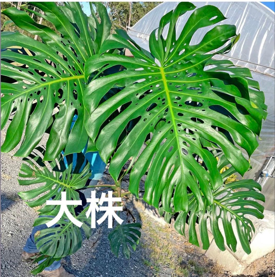 モンステラ　Macrocosm（マクロコズム）極美葉　発根済みカット苗2ノード