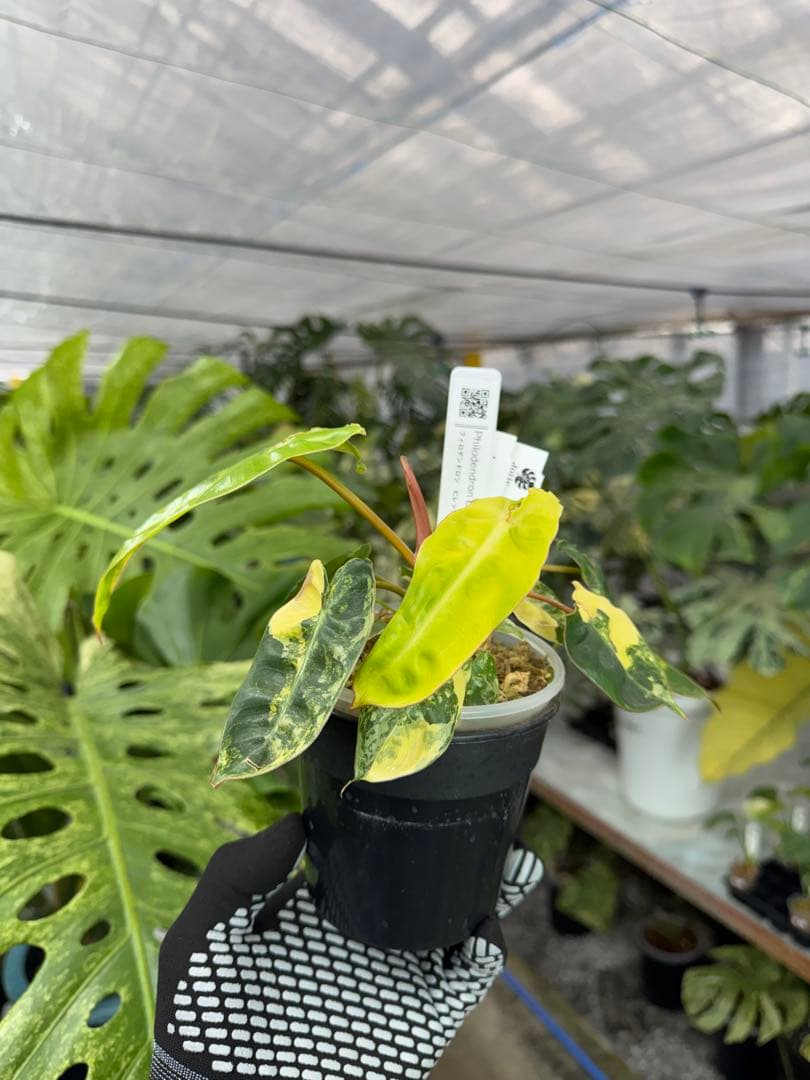 5フィロデンドロン　ビレッティア　斑入り