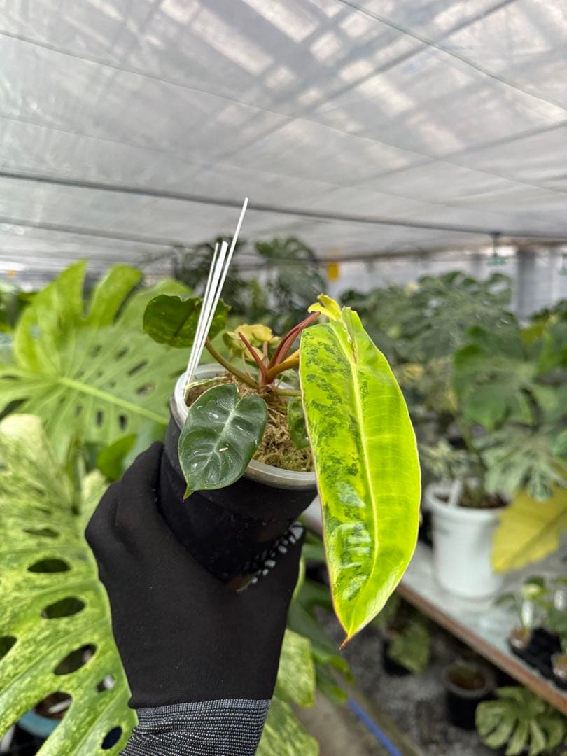 5フィロデンドロン　ビレッティア　斑入り