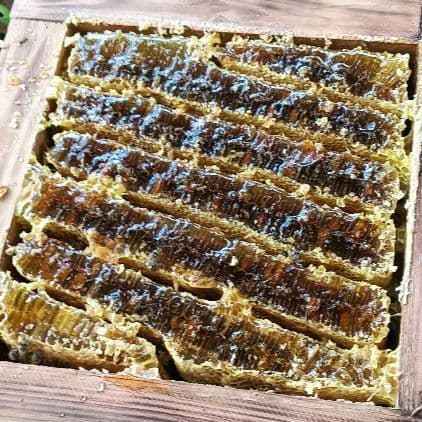 日本蜜蜂ハチミツ880g採れたて垂れ蜜