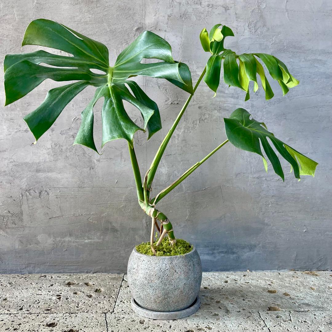 根上がり　モンステラ　天然苔仕立て　陶器鉢　植え込み発送