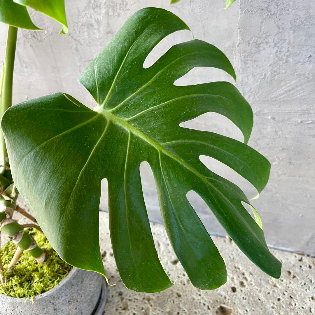 根上がり　モンステラ　天然苔仕立て　陶器鉢　植え込み発送