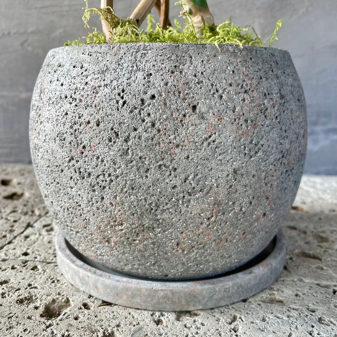 根上がり　モンステラ　天然苔仕立て　陶器鉢　植え込み発送